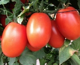 Colosal. Tomate Determinado. Caloro. 10 Mil Semillas.