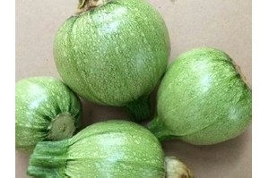 Catania. Calabaza Redonda. Westar. 3 Mil Semillas.