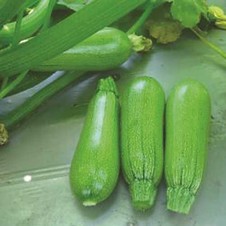 PS 7464. Calabaza Gris. Seminis. 3 Mil Semillas.
