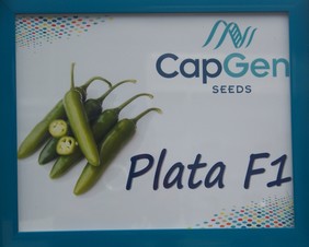 Plata. Chile Serrano CapGen Seeds. 50 Mil Semillas.