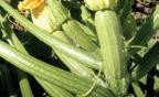 Luciana. Calabaza Gris. US Agriseeds. 3 Mil Semillas.