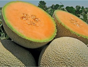 Expedition. Melón Cantaloupe. Harris Moran. 15 Mil Semillas.