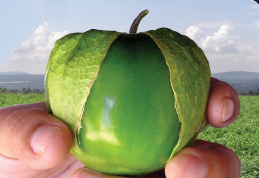 Tequisquiapan. Tomatillo. Optimus Seeds. 1 Libra de Semillas.