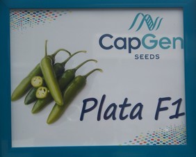 Plata. Chile Serrano CapGen Seeds. 25 Mil Semillas.