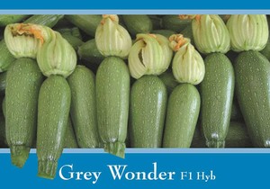 Grey Wonder. Calabaza Gris. Pacífica. 1 Libra de Semillas.