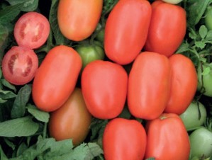 Patria. Tomate Saladette Determinado. Harris Moran. 10 Mil Semillas.