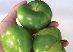 Monarca. Tomatillo. Optimus Seeds. 1 Libra de Semillas.