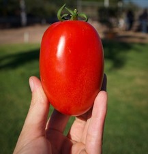 Galilea. Tomate Saladette Determinado. Hazera. 10 Mil de Semillas.