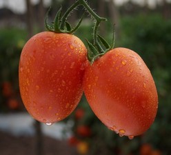 DRD 8561. Tomate Saladette Determinado. Seminis. 10 Mil Semillas.