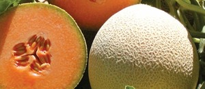 El Acorazado. Melón Cantaloupe. Geneseeds. 15 Mil Semillas.