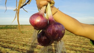 Pac 192. Cebolla Roja Día Corto. Pacífica. 100 Mil Semillas.