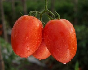 Katya. Tomate Saladette Determinado. Hazera. 10 Mil Semillas.