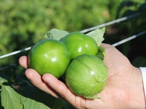 Tamayo. Tomatillo. Harris Moran. 25 Mil Semillas.