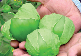 Jade. Tomatillo. Optimus Seeds. 1 Libra de Semillas.