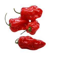Rey Pakal. Chile Habanero. US Agriseeds. Mil Semillas