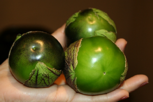 Morado Supremo. Tomatillo. Optimus Seeds. 100 Mil Semillas.