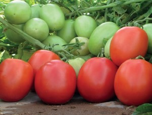 Palomo. Tomate Saladette Determinado. Harris Moran. 10 Mil Semillas.