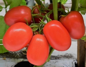 Josefina. Tomate Saladette Indeterminado. Caloro. Mil Semillas.