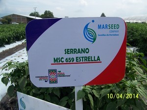 Estrella. Chile Serrano MarSeed. 50 Mil Semillas.