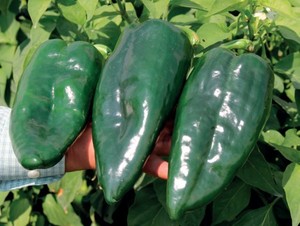 Sequoia R. Chile Ancho Poblano. Harris Moran. 5 Mil Semillas.