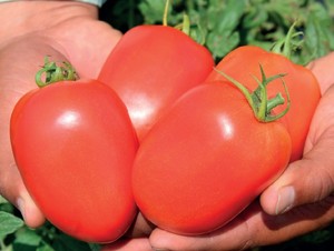 Serengueti. Tomate Saladette Determinado. Harris Moran. 10 Mil Semillas.