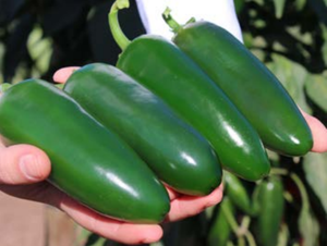 Everman. Chile Jalapeño. Harris Moran. 25 Mil Semillas.