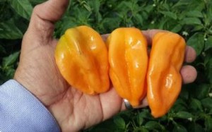 Cobá. Chile Habanero. MarSeed. 10 Mil Semillas.