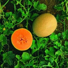 Ovation. Melón Cantaloupe. Syngenta. 15 Mil Semillas.