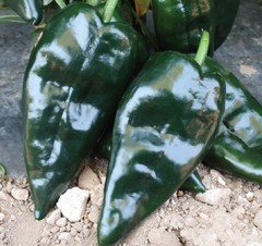 Ebano. Chile Ancho Poblano. Harris Moran. 5 Mil Semillas.