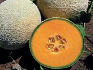 Cruiser. Melón Cantaloupe. Harris Moran. 15 Mil Semillas.