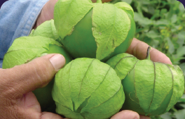 Titán. Tomatillo. Optimus Seeds. 1 Libra de Semillas.
