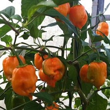 Orange. Chile Habanero. Geneseeds. 1 Libra de Semillas.