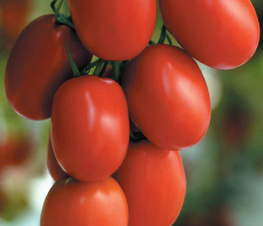 El Cid. Tomate Saladette Indeterminado. Harris Moran. 1 Millar de Semillas.