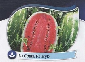 La Costa. Sandía Diploide. Geneseeds. 5 Mil Semillas.