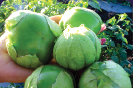 Verde Supremo. Tomatillo. Optimus Seeds. 1 Libra de Semillas.
