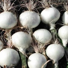 RB 4020. Cebolla Blanca Días Cortos. Seminis. 100 Mil Semillas.