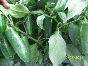 MSC 655. Chile Jalapeño MarSeed. 50 Mil Semillas.
