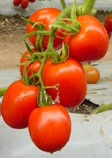 Eterno. Tomate Indeterminado. Caloro. Mil Semillas.