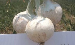 Sor Blanca. Cebolla Blanca Días Cortos. Geneseeds. 100 Mil Semillas.