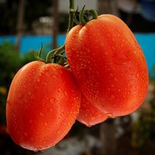 Sheena. Tomate Saladette Determinado. Hazera. 10 Mil Semillas.