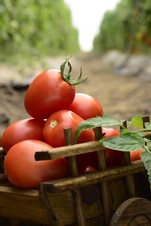 Paisano. Tomate Determinado. Caloro. 10 Mil Semillas.