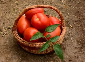 Tarandas. Tomate Determinado. Caloro. 5 Mil Semillas.