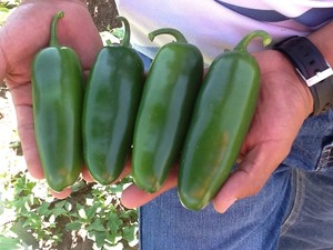 Bravo Bls. Chile Jalapeño Shamrock. 25 Mil Semillas.