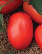 SV8579TE. Tomate Saladette Determinado. Seminis. 10 Mil Semillas.