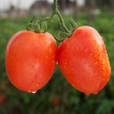 Betty. Tomate Saladette Determinado. Hazera. 10 Mil Semillas.