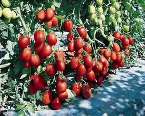 Reserva. Tomate Saladette Indeterminado Vilmorin. 1 Millar Semillas.