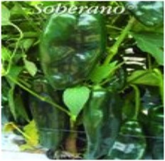 Soberano. Chile Ancho Poblano. US Agriseeds. 50 Mil Semillas.