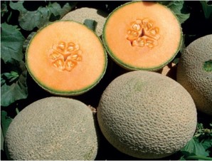 Bronco. Melón Cantaloupe. Harris Moran. 15 Mil Semillas.