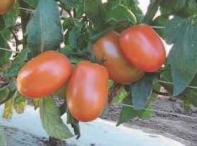 DRD 8551. Tisey. Tomate Saladette Determinado. Seminis. 10 Mil de Semillas.