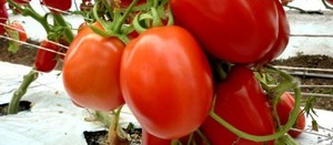 El Centauro. Tomate Saladette determinado. Geneseeds. 10 Mil Semillas.